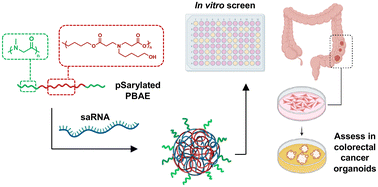 Graphical abstract: Polysarcosine functionalised cationic polyesters efficiently deliver self-amplifying mRNA