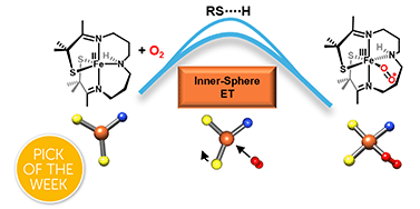 Graphical abstract: Exploring the influence of H-bonding and ligand constraints on thiolate ligated non-heme iron mediated dioxygen activation