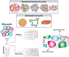 Graphical abstract: Strategies to decouple cell micro-scale and macro-scale environments for designing multifunctional biomimetic tissues