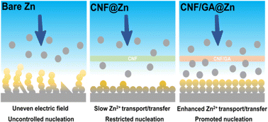 Graphical abstract: Graphene acid-enhanced interfacial layers with high Zn2+ ion selectivity and desolvation capability for corrosion-resistant Zn-metal anodes