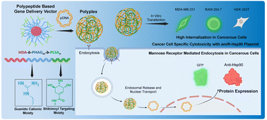 Graphical abstract: Design and synthesis of a shikimoyl-functionalized cationic di-block copolypeptide for cancer cell specific gene transfection