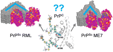 Graphical abstract: Structural basis of glycoform selectivity in prion strains
