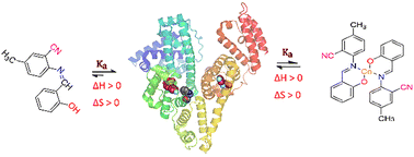 Graphical abstract: Binding thermodynamics of (E)-2-((2-hydroxybenzylidene)amino)-5-methylbenzonitrile and (E)-2-((2-hydroxybenzylidene)amino)-5-methylbenzonitrile cobalt(ii) with HSA: an experimental and molecular dynamic study