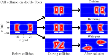 Graphical abstract: Cell mechanics, environmental geometry, and cell polarity control cell–cell collision outcomes