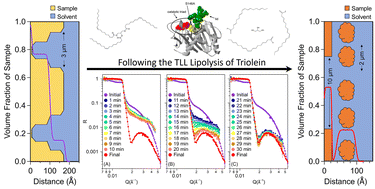 Graphical abstract: Following the structural changes of triolein films during lipolysis