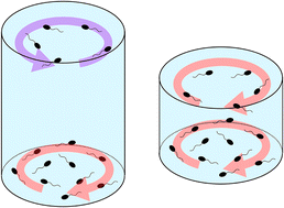 Graphical abstract: Rotation reversal of chiral bacterial vortices