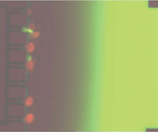 Graphical abstract: Apoptotic cell death dynamics of HL60 cells studied using a microfluidic cell trap device