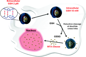 Graphical abstract: Disulfide-cross-linked PEG-poly(amino acid)s copolymer micelles for glutathione-mediated intracellular drug delivery