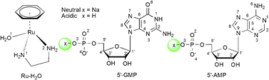 Graphical abstract: Predicting the interactions of organometallic ruthenium ethylenediamine complexes with mononucleotides: insights from density functional theory