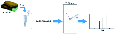 Graphical abstract: Fast fingerprinting of cannabinoid markers by laser desorption ionization using silica plate extraction