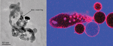 Graphical abstract: Serum albumin enhances the membrane activity of ZnO nanoparticles