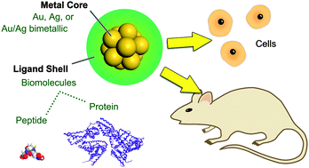 Graphical abstract: Engineering ultrasmall water-soluble gold and silver nanoclusters for biomedical applications