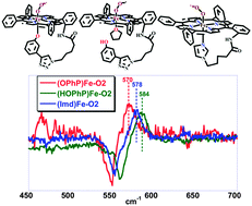 Graphical abstract: Spectroscopic characterization of a phenolate bound FeII–O2 adduct: gauging the relative “push” effect of a phenolate axial ligand