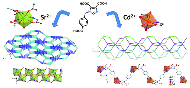 Graphical abstract: Sr2+ and Cd2+ coordination polymers: the effect of the different coordinating behaviour of a newly designed tricarboxylic acid