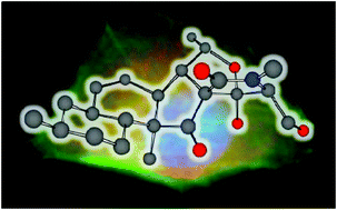 Graphical abstract: Fusarisetins: structure–function studies on a novel class of cell migration inhibitors