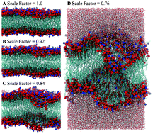 Graphical abstract: Changes in lipid density induce membrane curvature