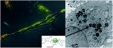 Graphical abstract: A self-internalizing mitochondrial TSPO targeting imaging probe for fluorescence, MRI and EM