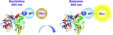 Graphical abstract: A simple, rapid and low-cost staining method for gel-electrophoresis separated phosphoproteins via the fluorescent purpurin dye
