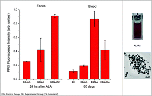 Graphical abstract: Aminolevulinic acid with gold nanoparticles: a novel theranostic agent for atherosclerosis