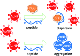 Graphical abstract: Facile colorimetric detection of human chorionic gonadotropin based on the peptide-induced aggregation of gold nanoparticles