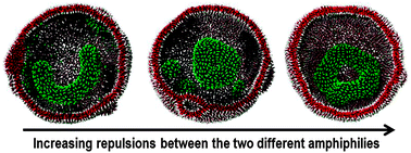 Graphical abstract: Large-scale dissipative particle dynamics simulations of self-assembled amphiphilic systems