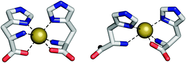 Graphical abstract: Nickel recognition by bacterial importer proteins