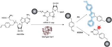 Graphical abstract: Enzymatic modification of 5′-capped RNA with a 4-vinylbenzyl group provides a platform for photoclick and inverse electron-demand Diels–Alder reaction