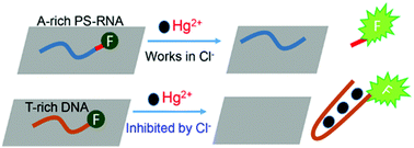 Graphical abstract: Hg2+ detection using a phosphorothioate RNA probe adsorbed on graphene oxide and a comparison with thymine-rich DNA