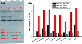 Graphical abstract: Monoclonal antibody-based cross-reactive sandwich ELISA for the detection of Salmonella spp. in milk samples