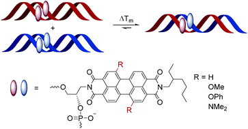 Graphical abstract: Dynamic DNA architectures: spontaneous DNA strand exchange and self-sorting driven by perylene bisimide interactions