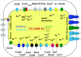 Graphical abstract: The biological chemistry of the transition metal “transportome” of Cupriavidus metallidurans