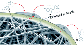 Graphical abstract: Fabrication, characterisation and in vitro biological activities of a sulfuretin-supplemented nanofibrous composite scaffold for tissue engineering