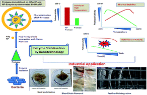 Graphical abstract: Enhancement of thermal and pH stability of an alkaline metalloprotease by nano-hydroxyapatite and its potential applications