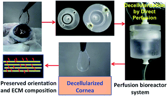 Graphical abstract: Preservation of biomacromolecular composition and ultrastructure of a decellularized cornea using a perfusion bioreactor
