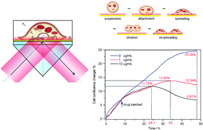 Graphical abstract: An irregular-shaped homogeneous refractive index model for interpretation of the surface plasmon resonance response from living cell attachment