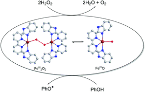 Graphical abstract: Functional models of nonheme diiron enzymes: kinetic and computational evidence for the formation of oxoiron(iv) species from peroxo-diiron(iii) complexes, and their reactivity towards phenols and H2O2