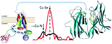 Graphical abstract: pH-regulated metal–ligand switching in the HM loop of ATP7A: a new paradigm for metal transfer chemistry