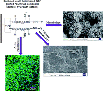 Graphical abstract: Non-mulberry silk fibroin grafted poly(ε-caprolactone) nanofibrous scaffolds mineralized by electrodeposition: an optimal delivery system for growth factors to enhance bone regeneration