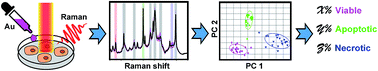 Graphical abstract: Plasmon-enhanced Raman spectroscopic metrics for in situ quantitative and dynamic assays of cell apoptosis and necrosis
