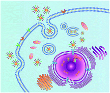 Graphical abstract: Nuclear-targeted siRNA delivery for long-term gene silencing