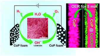 Graphical abstract: Vapor–solid synthesis of monolithic single-crystalline CoP nanowire electrodes for efficient and robust water electrolysis