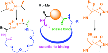 Graphical abstract: Bypassing the proline/thiazoline requirement of the macrocyclase PatG