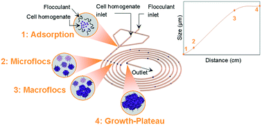 Graphical abstract: Flocculation on a chip: a novel screening approach to determine floc growth rates and select flocculating agents