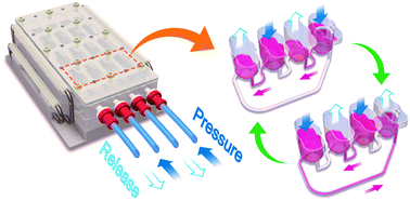 Graphical abstract: A multi-throughput multi-organ-on-a-chip system on a plate formatted pneumatic pressure-driven medium circulation platform