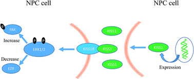 Graphical abstract: KISS1 gene suppresses metastasis of nasopharyngeal cancer via activation of the ERK1/2 pathway