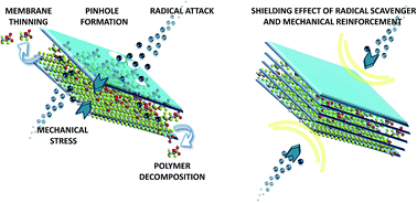 Graphical abstract: Current understanding of chemical degradation mechanisms of perfluorosulfonic acid membranes and their mitigation strategies: a review