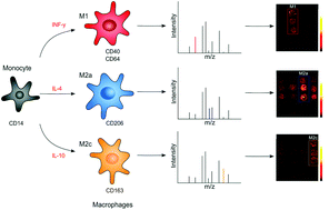 Graphical abstract: Strategy for marker-based differentiation of pro- and anti-inflammatory macrophages using matrix-assisted laser desorption/ionization mass spectrometry imaging