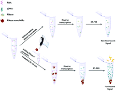 Graphical abstract: Molecularly imprinted nanoparticles for inhibiting ribonuclease in reverse transcriptase polymerase chain reaction