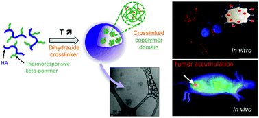 Graphical abstract: A versatile method for the selective core-crosslinking of hyaluronic acid nanogels via ketone-hydrazide chemistry: from chemical characterization to in vivo biodistribution