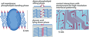 Graphical abstract: Standing, lying, and sitting: translating building principles of the cell membrane to synthetic 2D material interfaces